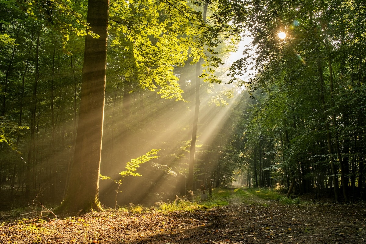 Rumination from a Psychoanalytic Perspective
